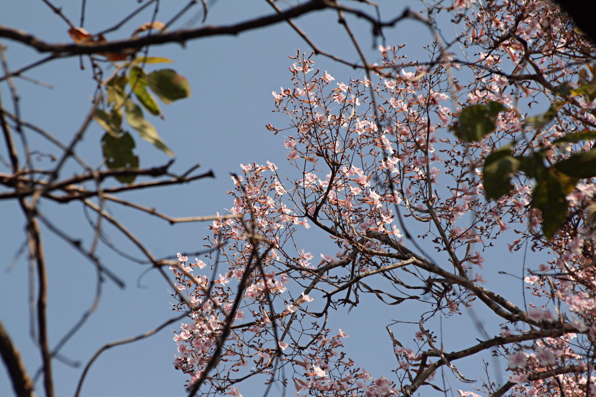 Stereospermum kunthianum