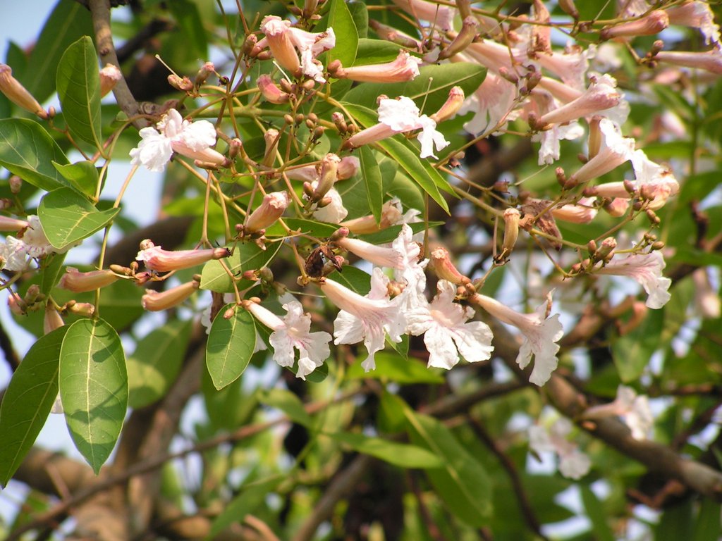 Stereospermum kunthianum