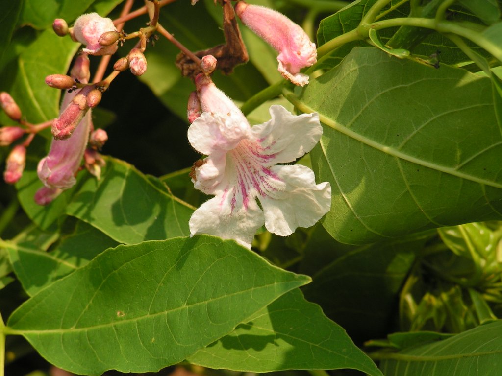 Stereospermum kunthianum Stereospermum kunthianum