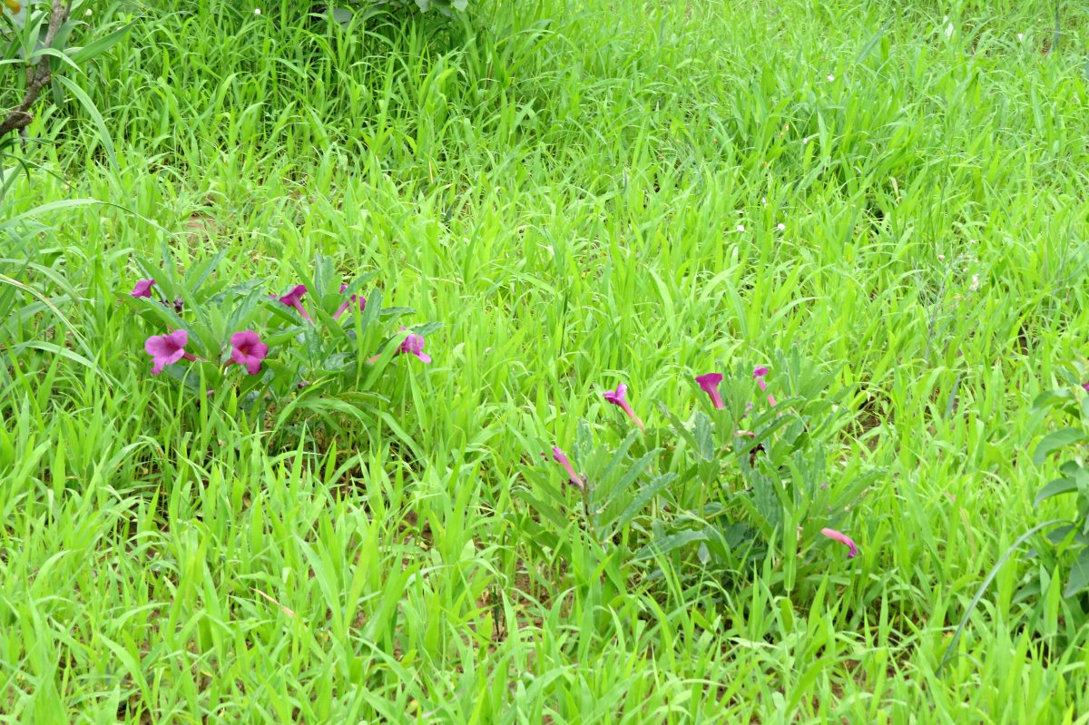 Pterodiscus elliottii