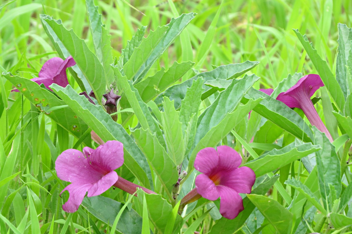 Pterodiscus elliottii