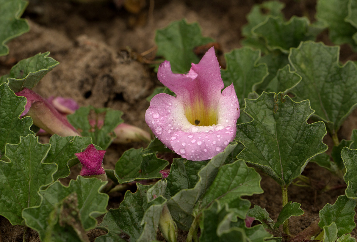Harpagophytum zeyheri subsp. sublobatum