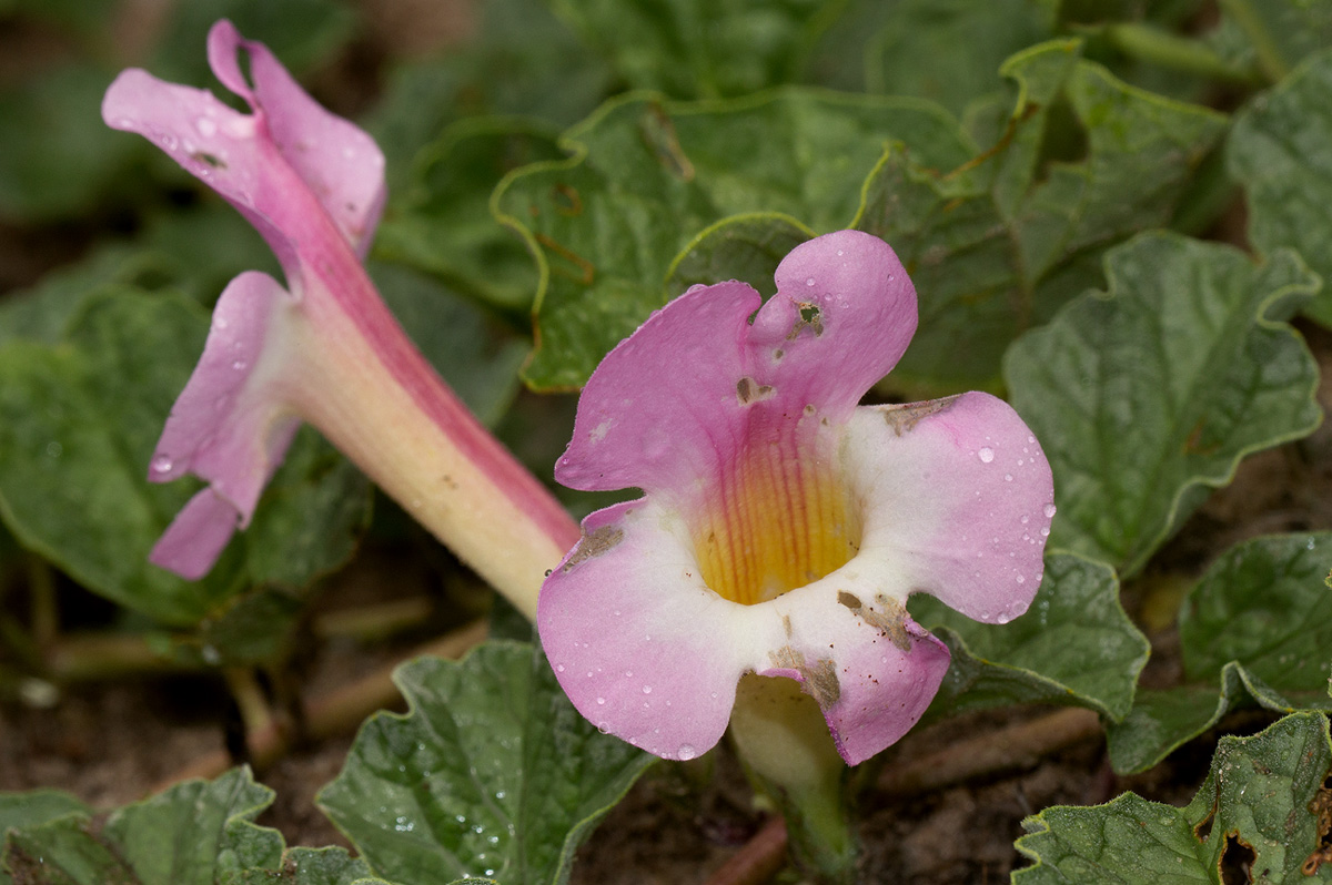 Harpagophytum zeyheri subsp. sublobatum