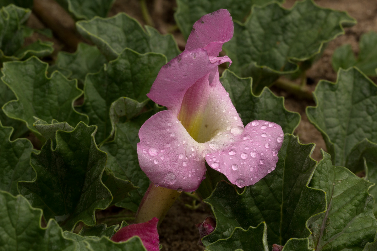Harpagophytum zeyheri subsp. sublobatum