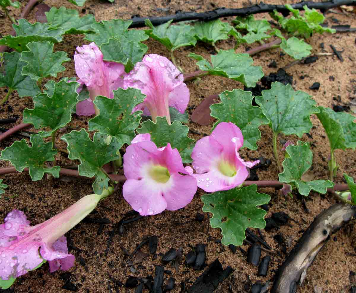 Harpagophytum zeyheri subsp. sublobatum