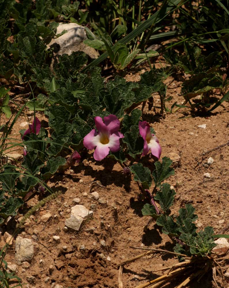Harpagophytum zeyheri subsp. sublobatum