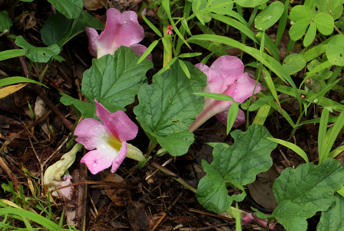 Harpagophytum zeyheri subsp. sublobatum