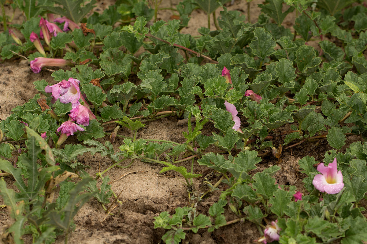 Harpagophytum zeyheri subsp. sublobatum