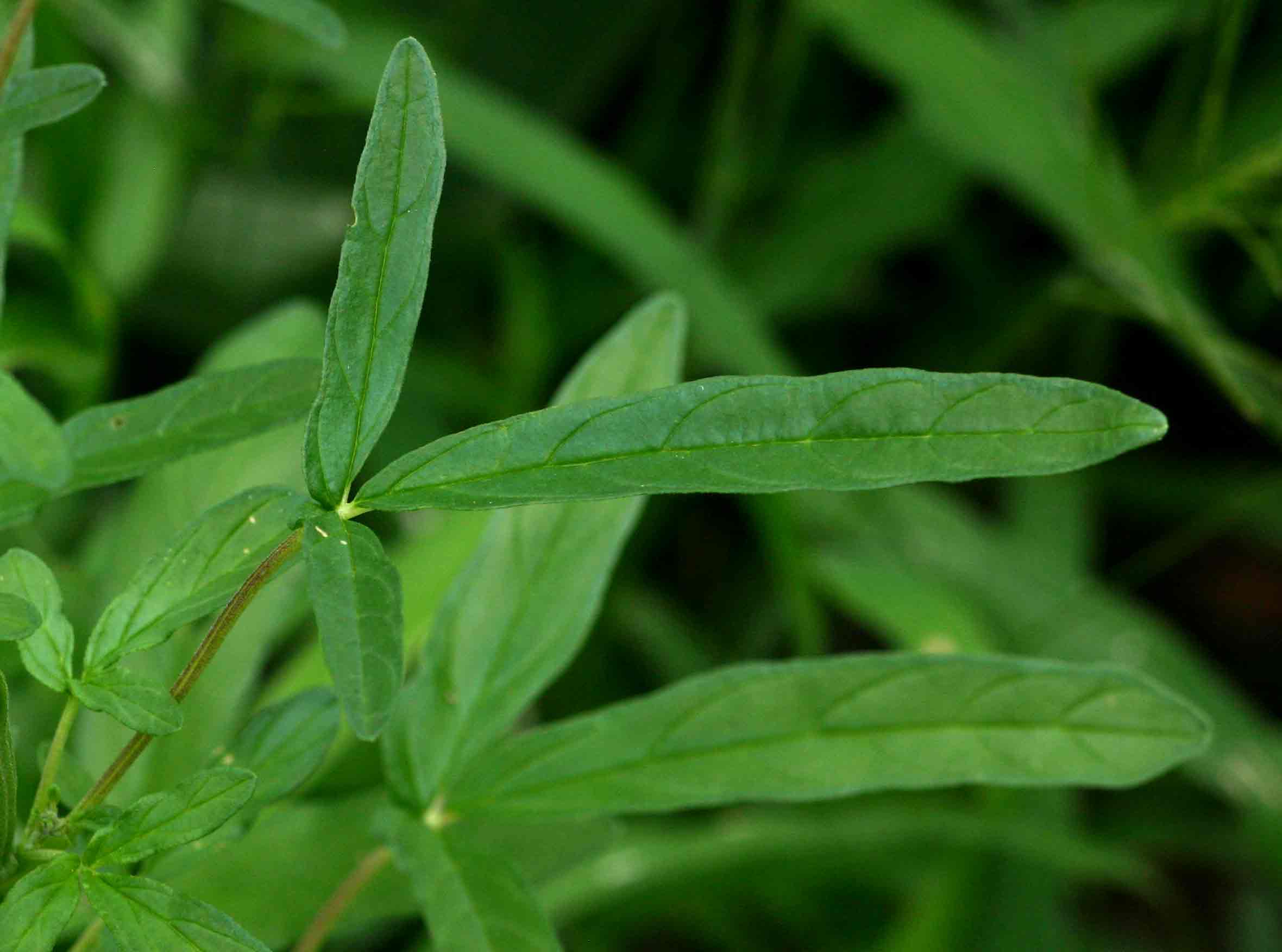 Sesamum triphyllum Sesamum triphyllum