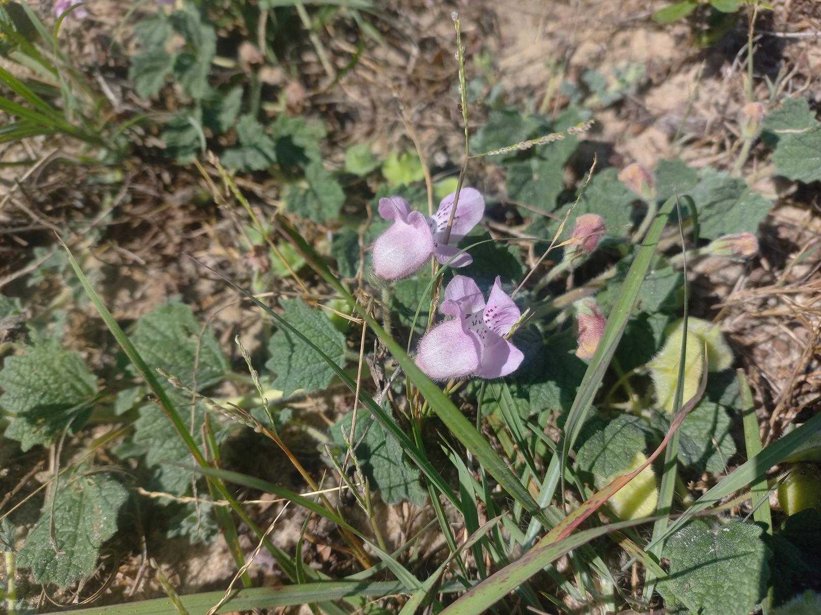 Dicerocaryum eriocarpum Dicerocaryum eriocarpum