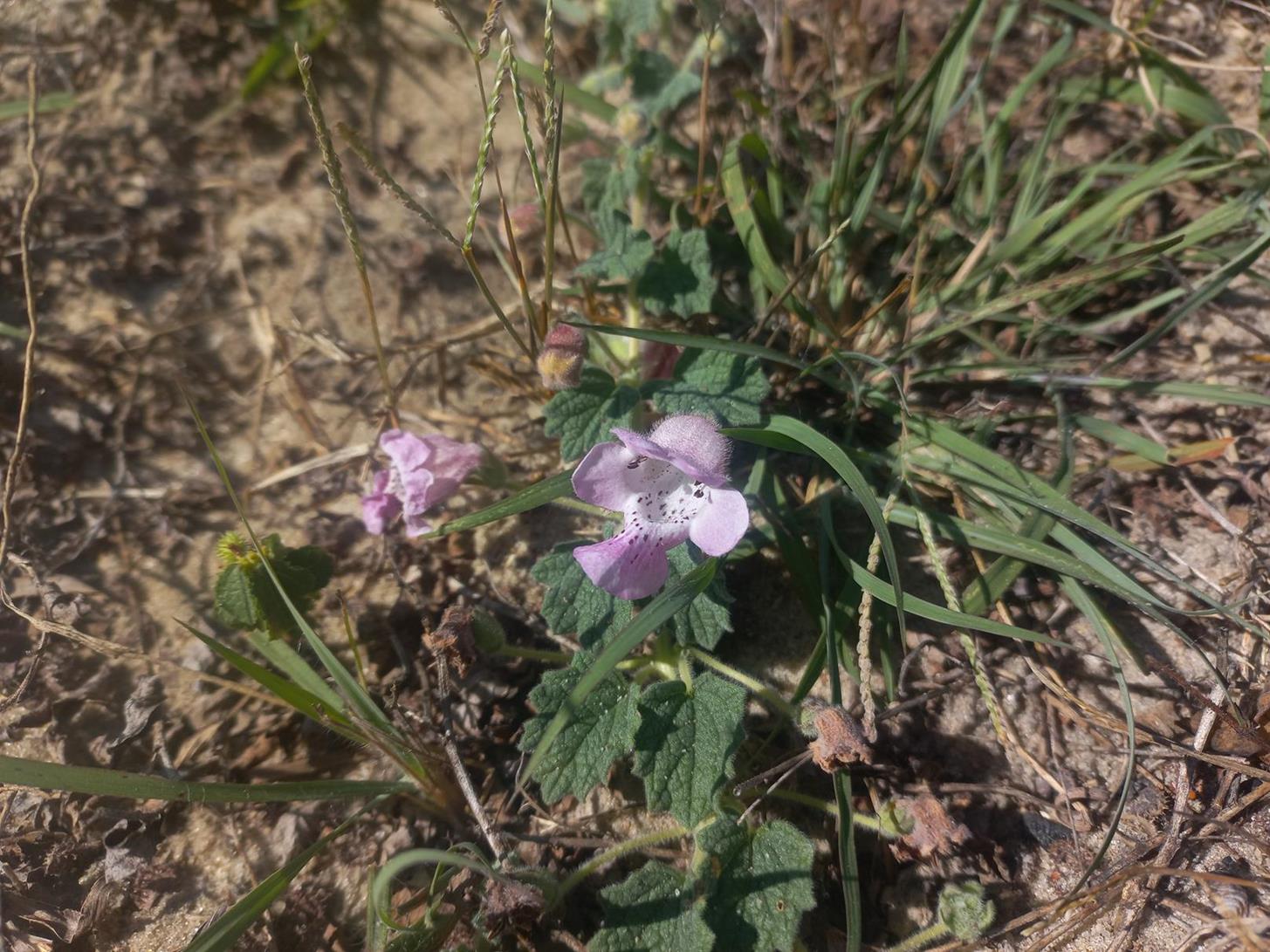 Dicerocaryum eriocarpum Dicerocaryum eriocarpum