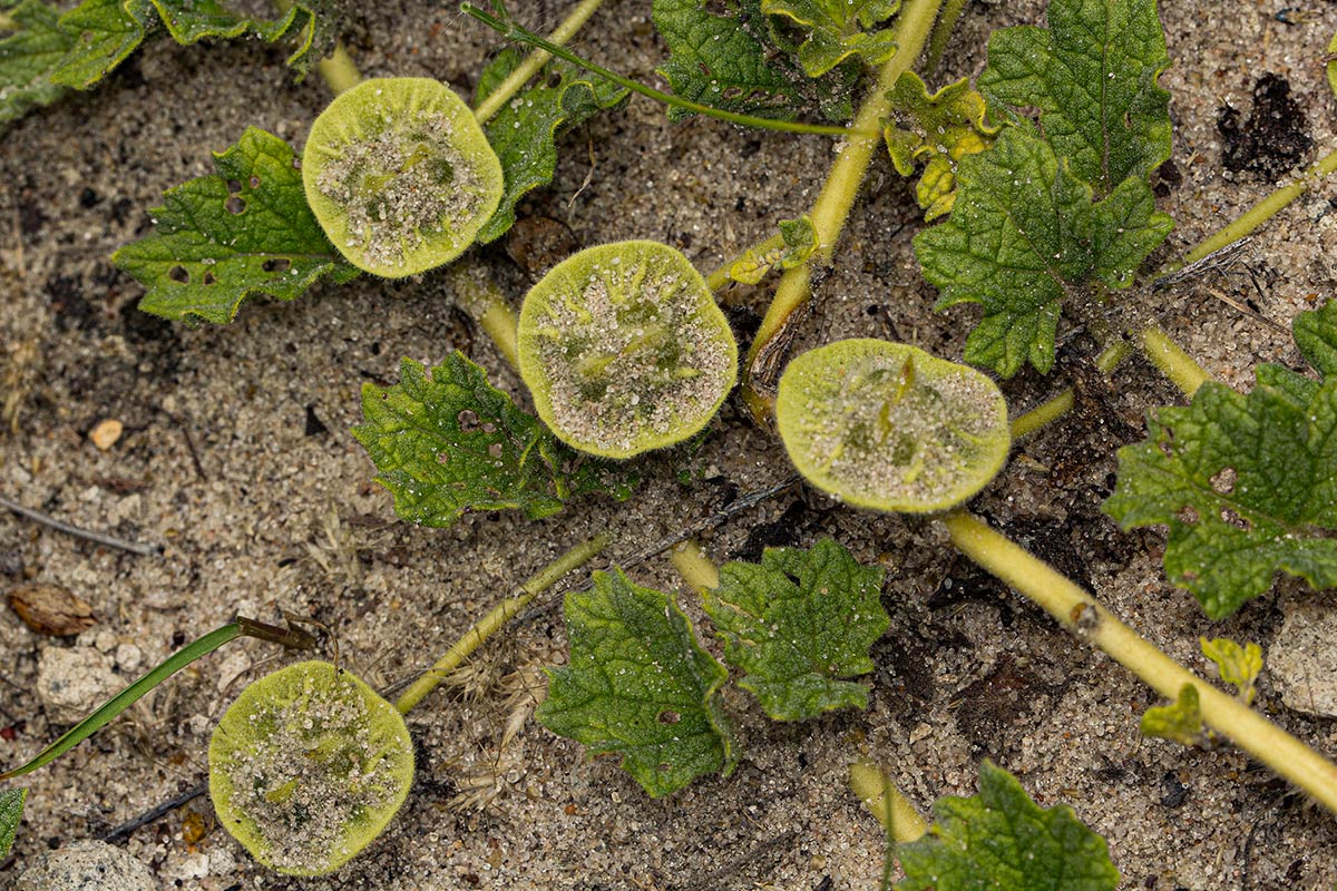 Dicerocaryum eriocarpum