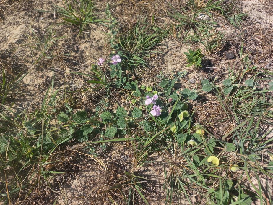 Dicerocaryum eriocarpum