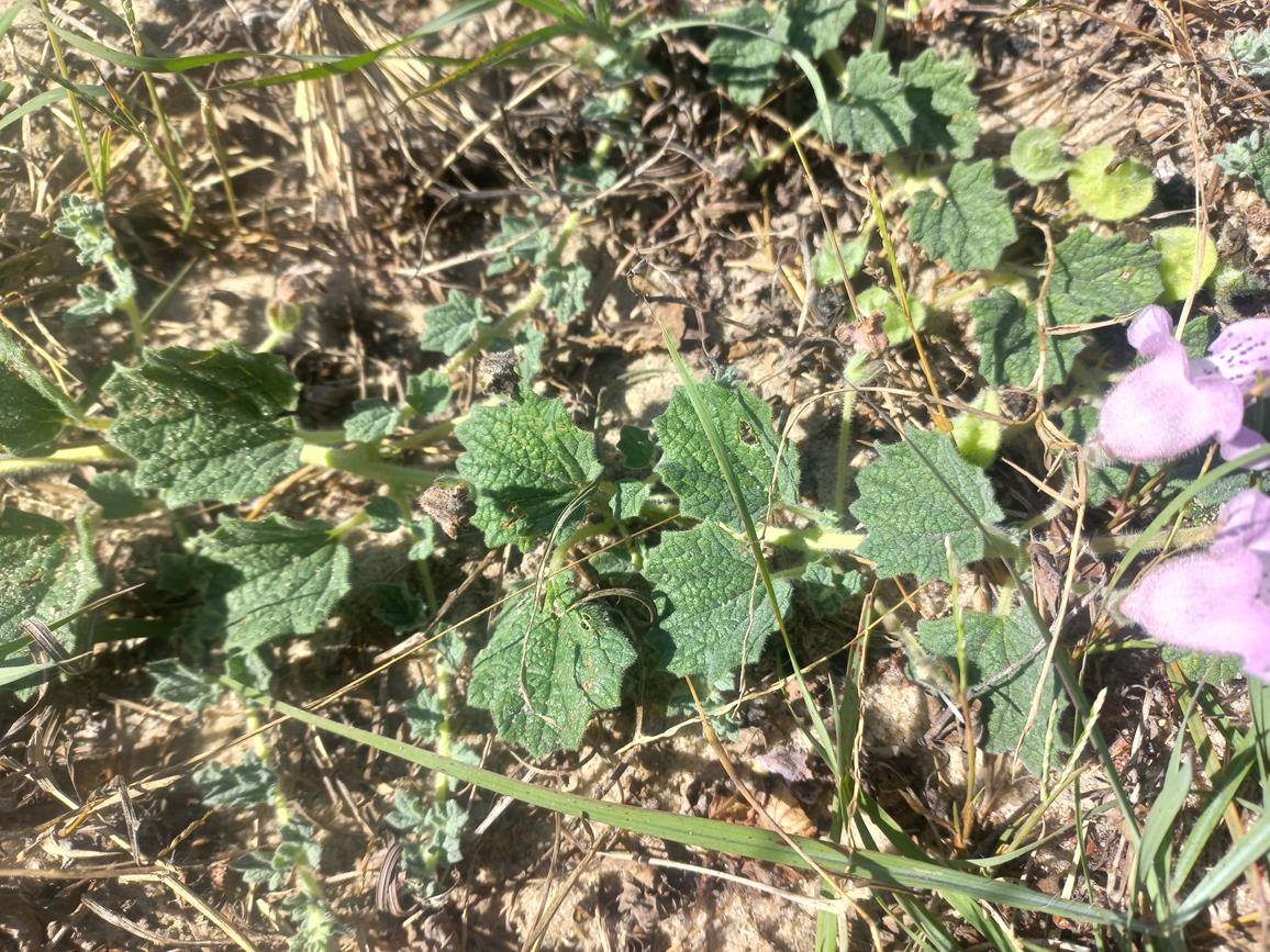 Dicerocaryum eriocarpum