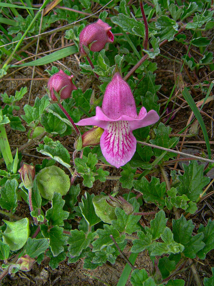 Dicerocaryum senecioides