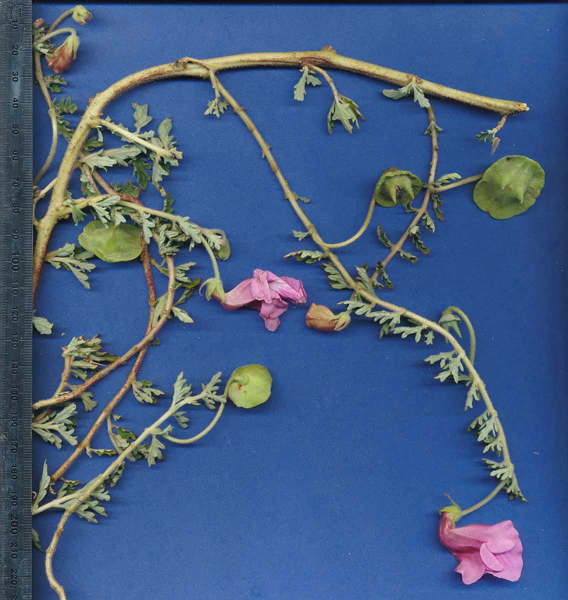 Dicerocaryum senecioides Dicerocaryum senecioides