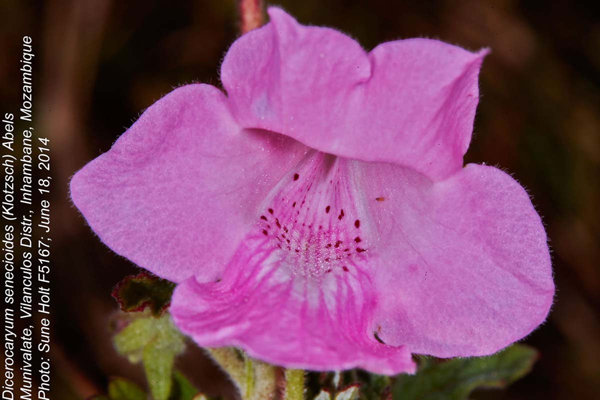 Dicerocaryum senecioides