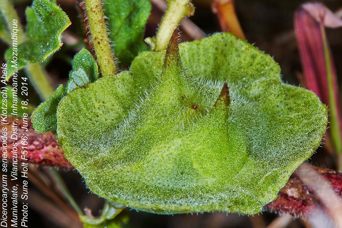 Dicerocaryum senecioides