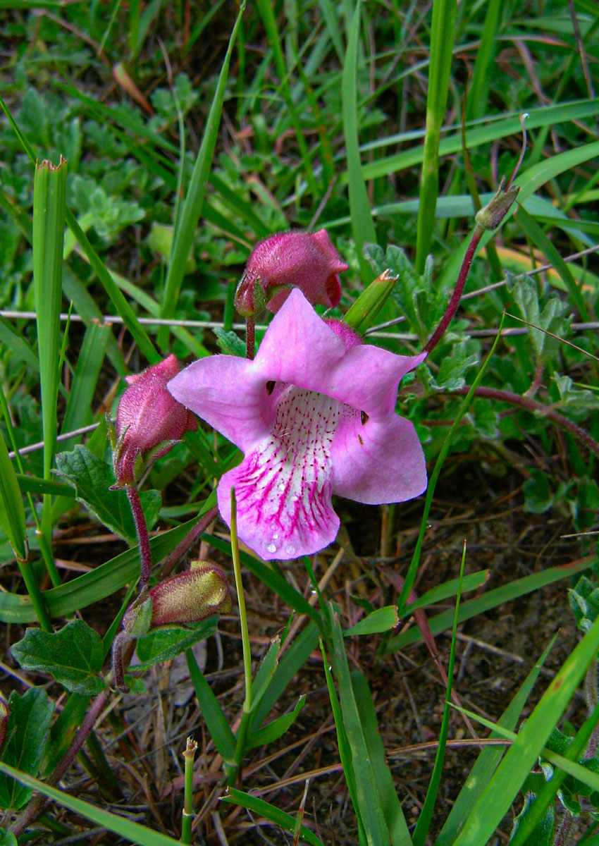 Dicerocaryum senecioides
