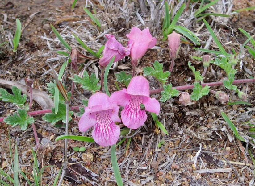 Dicerocaryum senecioides