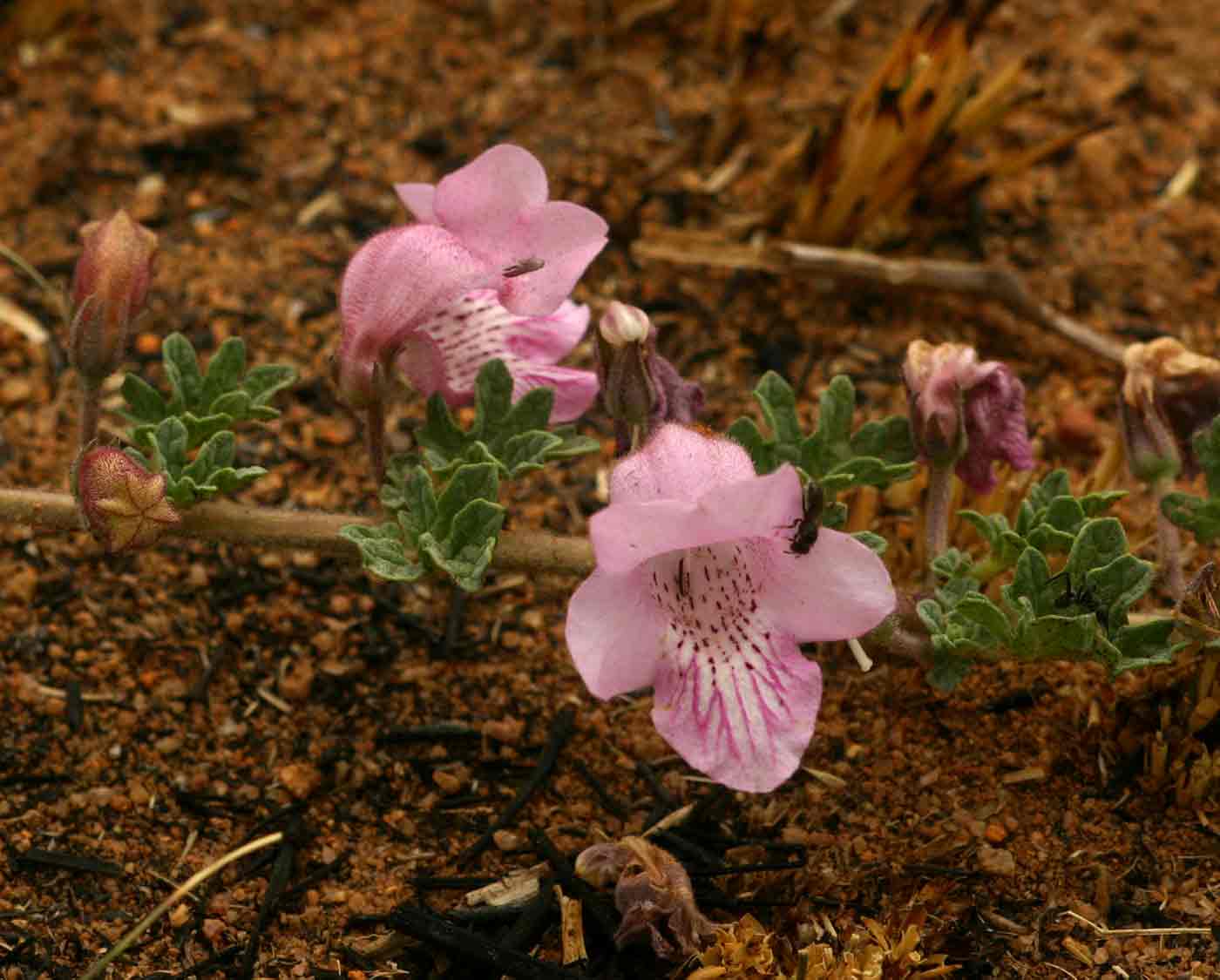 Dicerocaryum senecioides