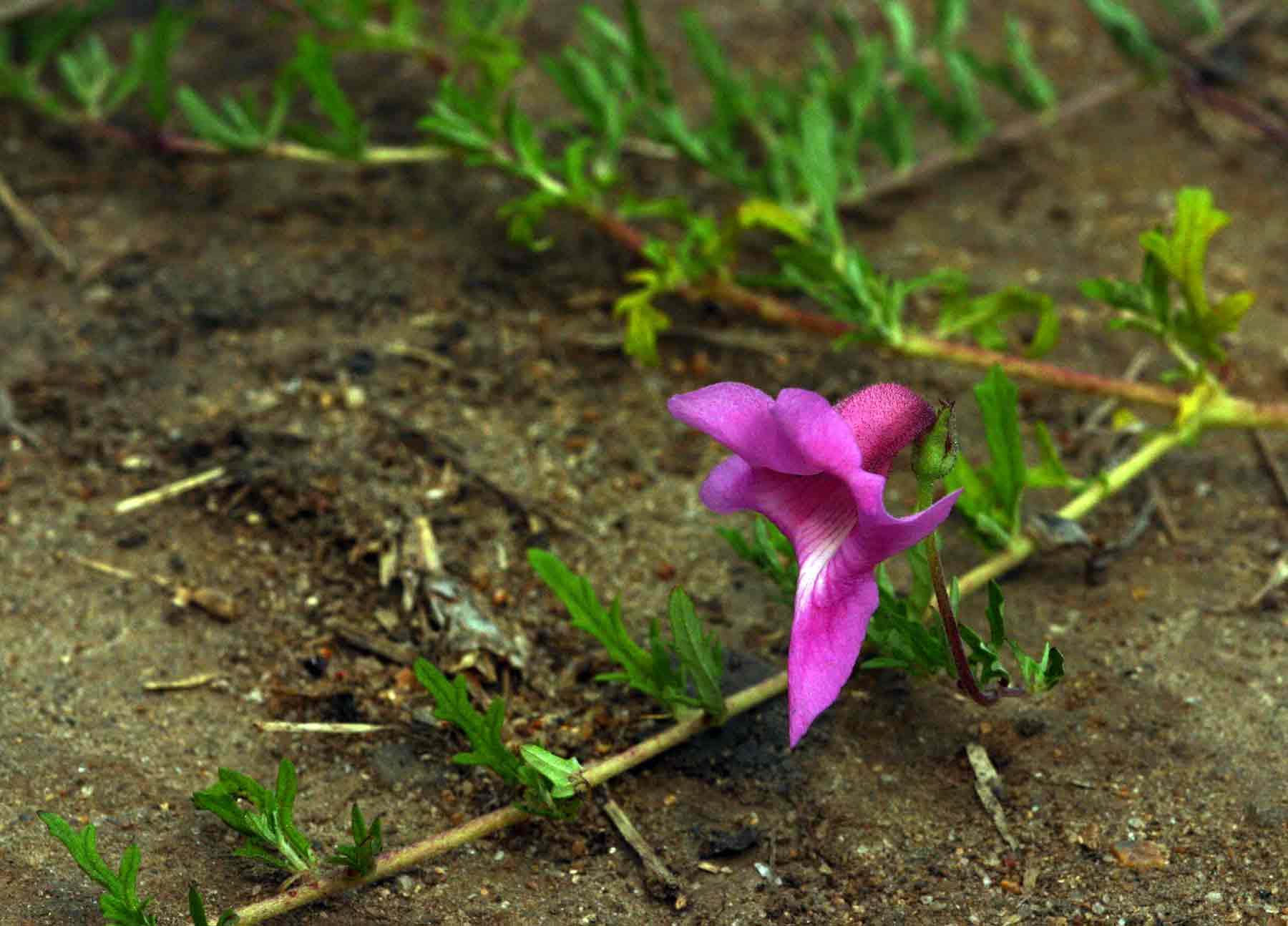 Dicerocaryum senecioides