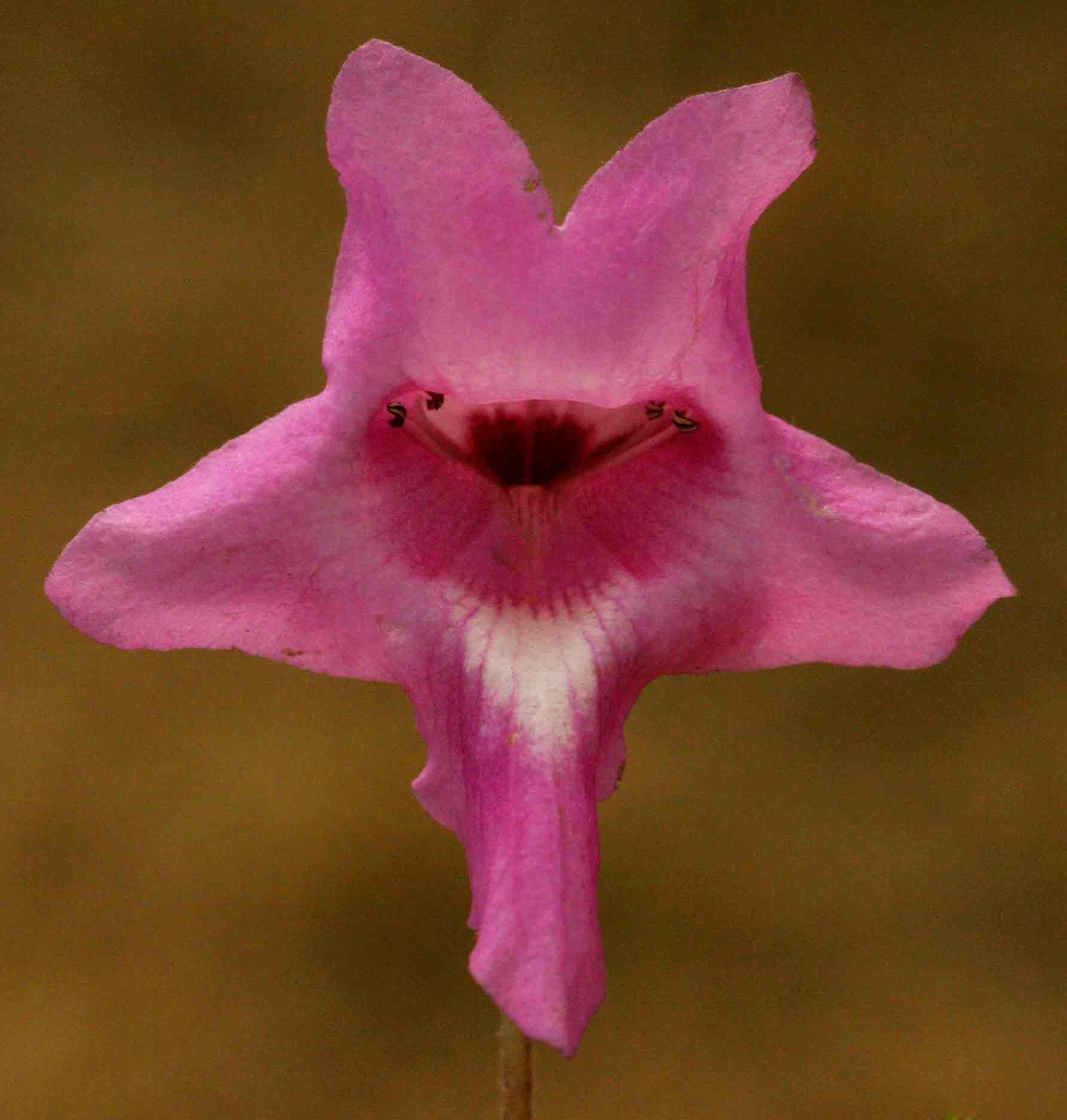 Dicerocaryum senecioides Dicerocaryum senecioides