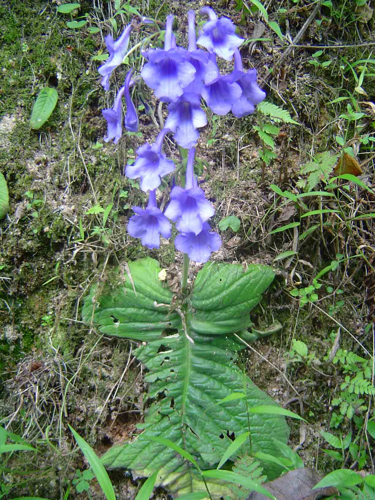 Streptocarpus eylesii subsp. eylesii