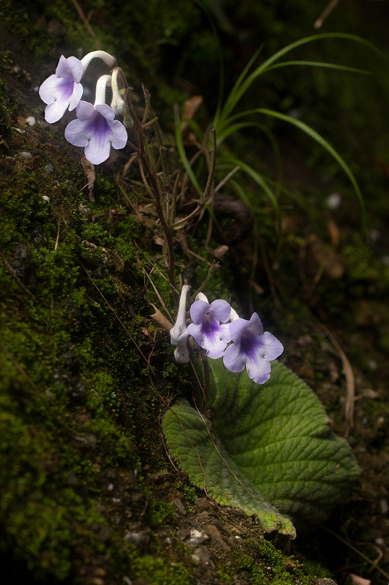 Streptocarpus eylesii subsp. eylesii