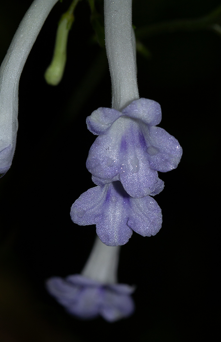 Streptocarpus solenanthus