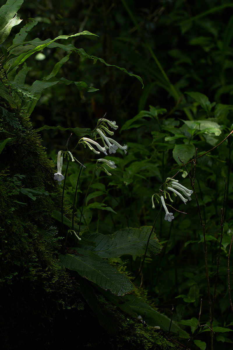 Streptocarpus solenanthus