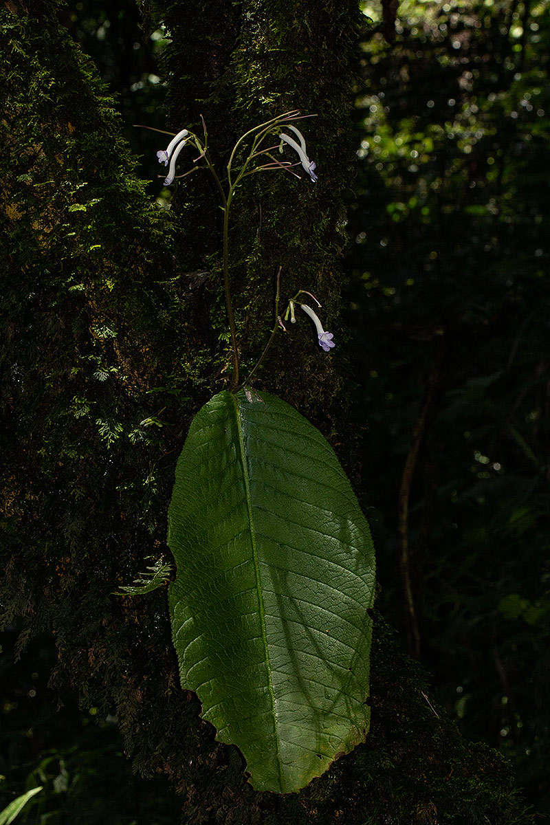 Streptocarpus solenanthus