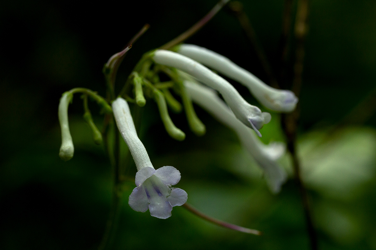 Streptocarpus solenanthus