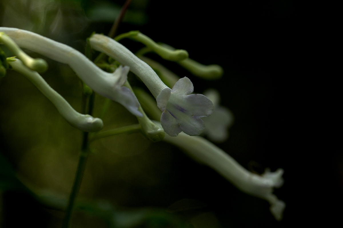 Streptocarpus solenanthus