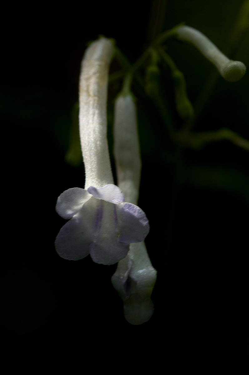 Streptocarpus solenanthus