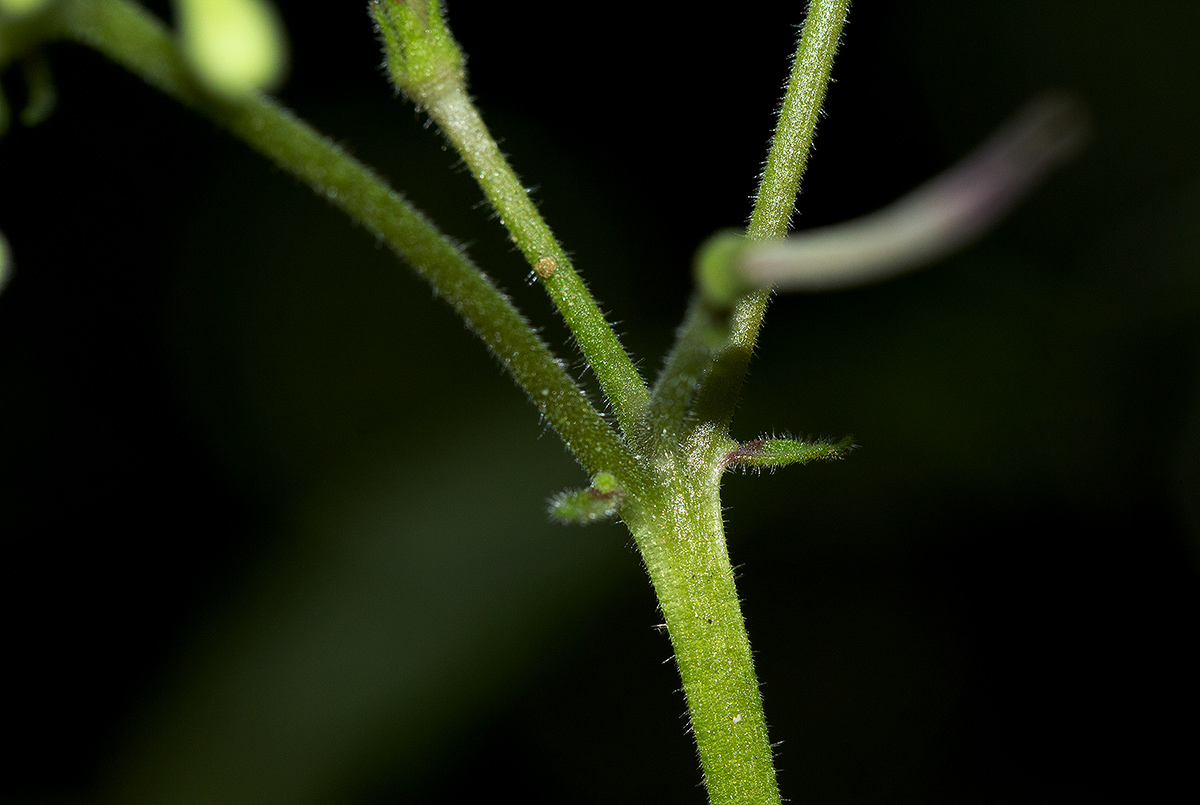 Streptocarpus solenanthus