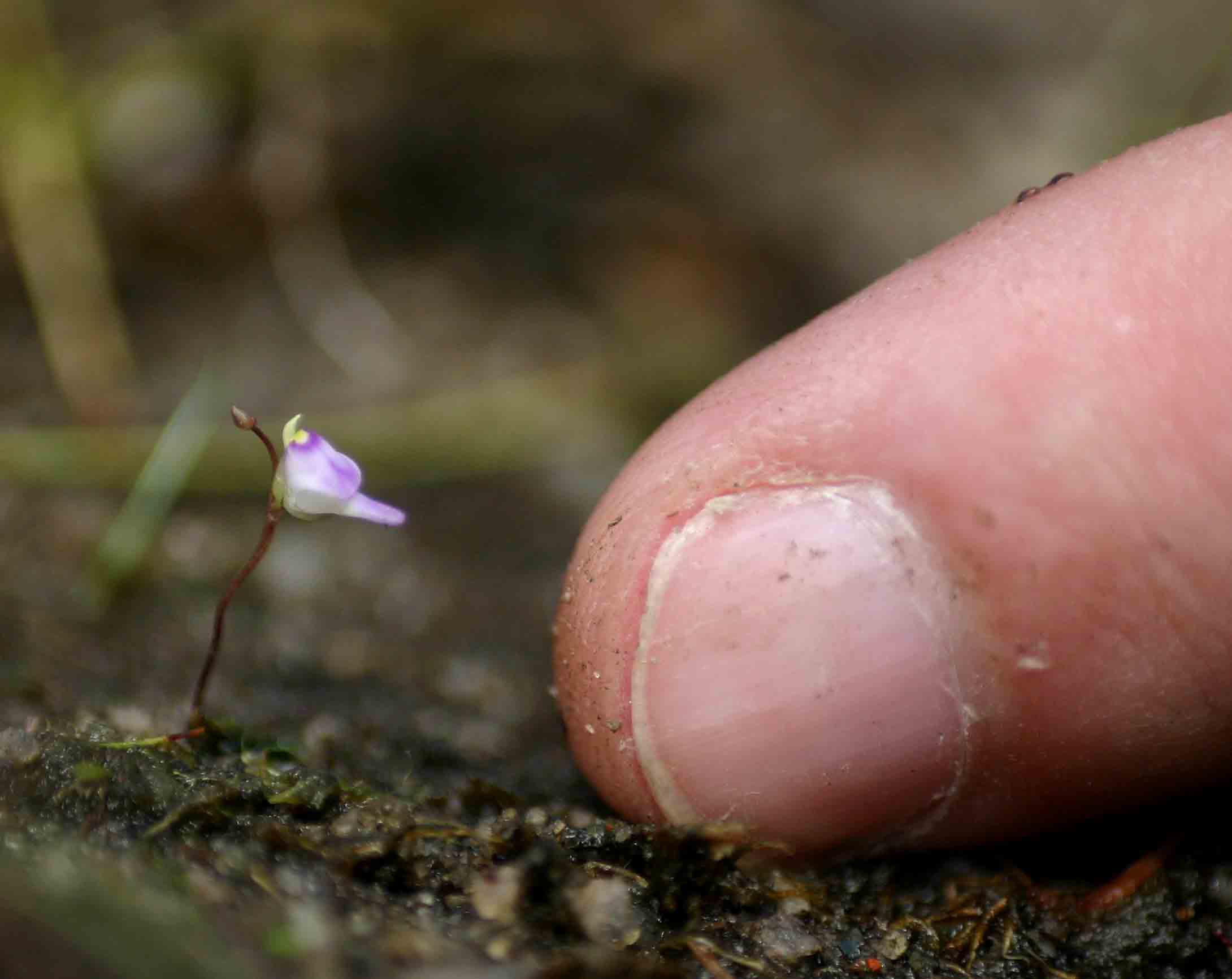 Utricularia arenaria Utricularia arenaria