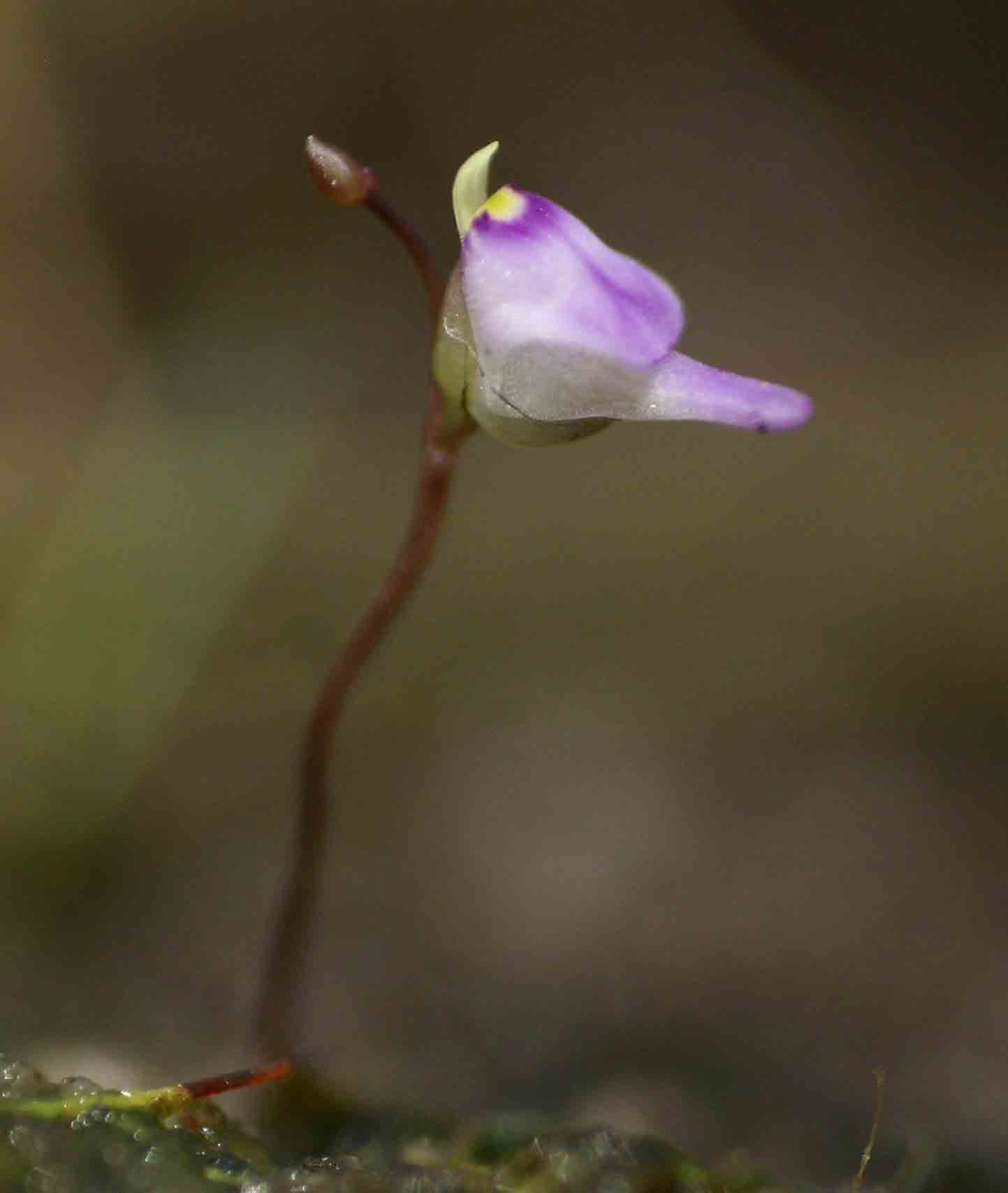 Utricularia arenaria