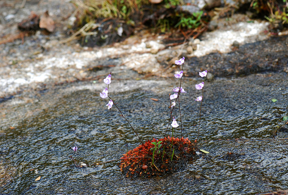 Utricularia livida