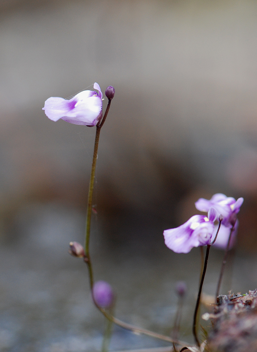 Utricularia livida
