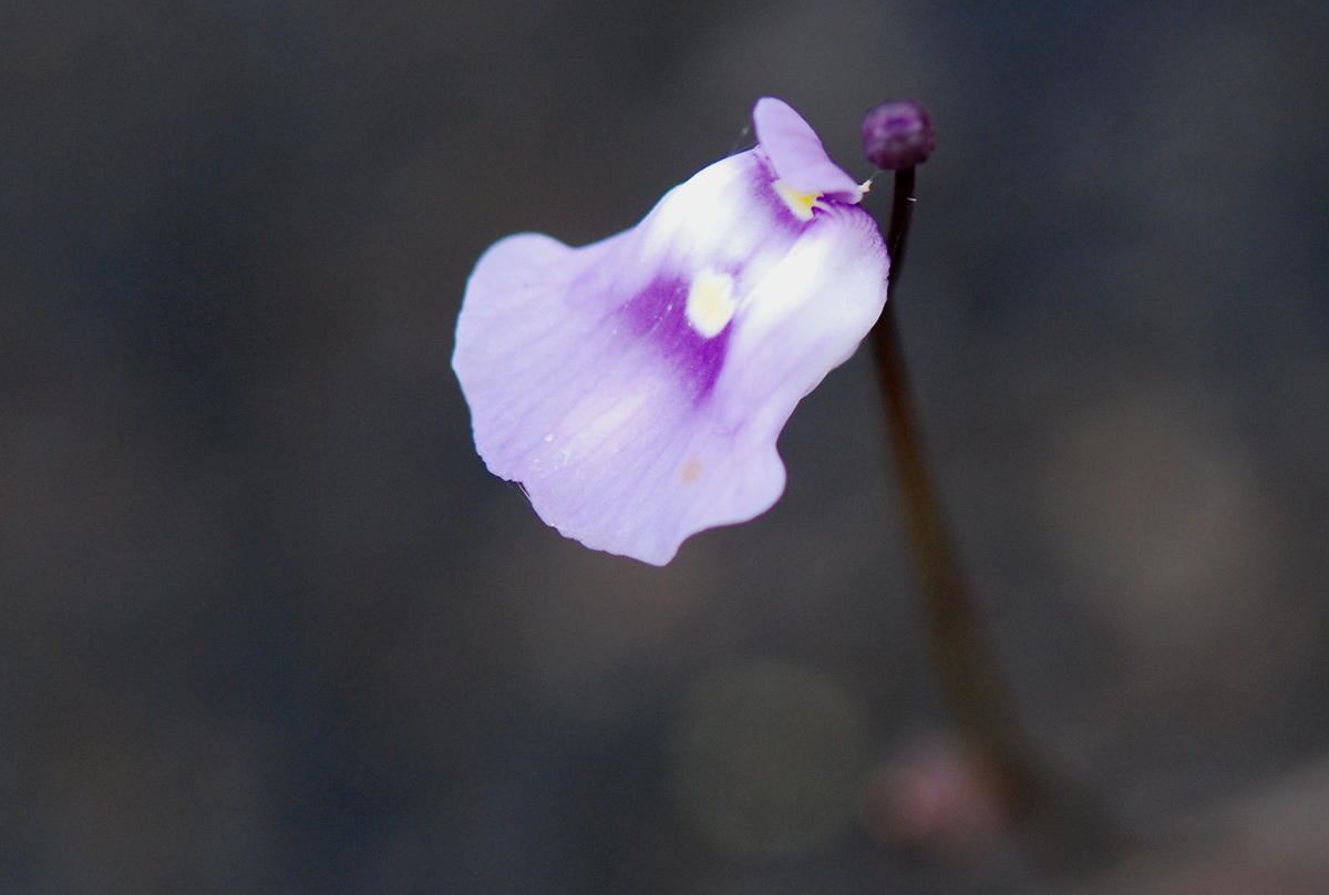 Utricularia livida