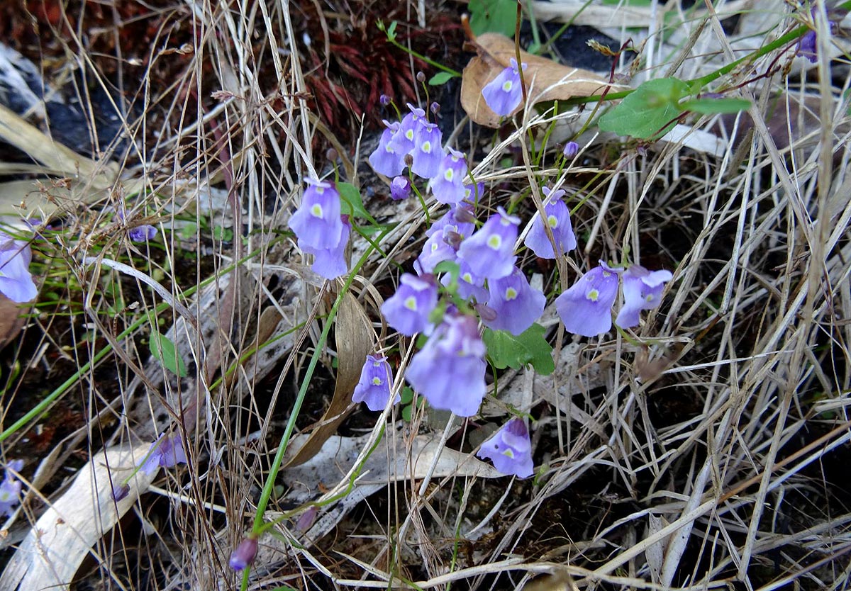 Utricularia livida