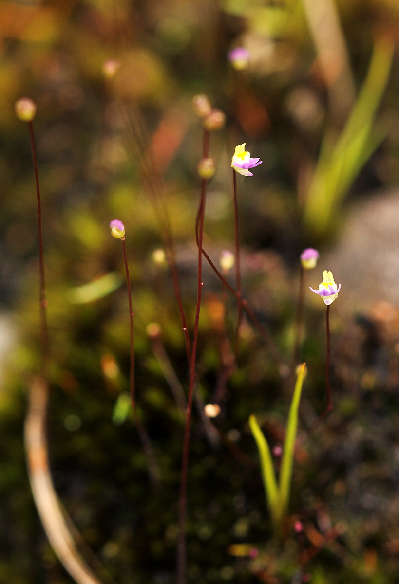 Utricularia pentadactyla Utricularia pentadactyla