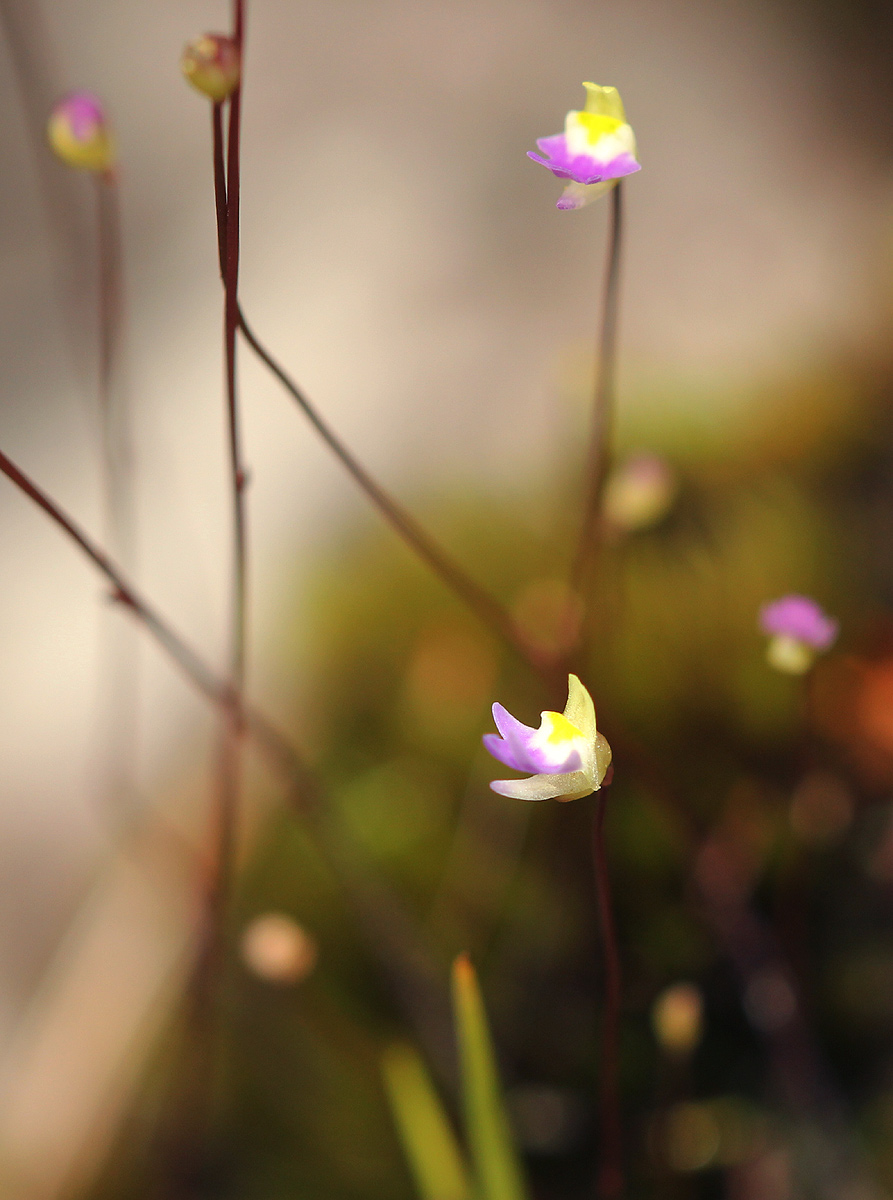 Utricularia pentadactyla