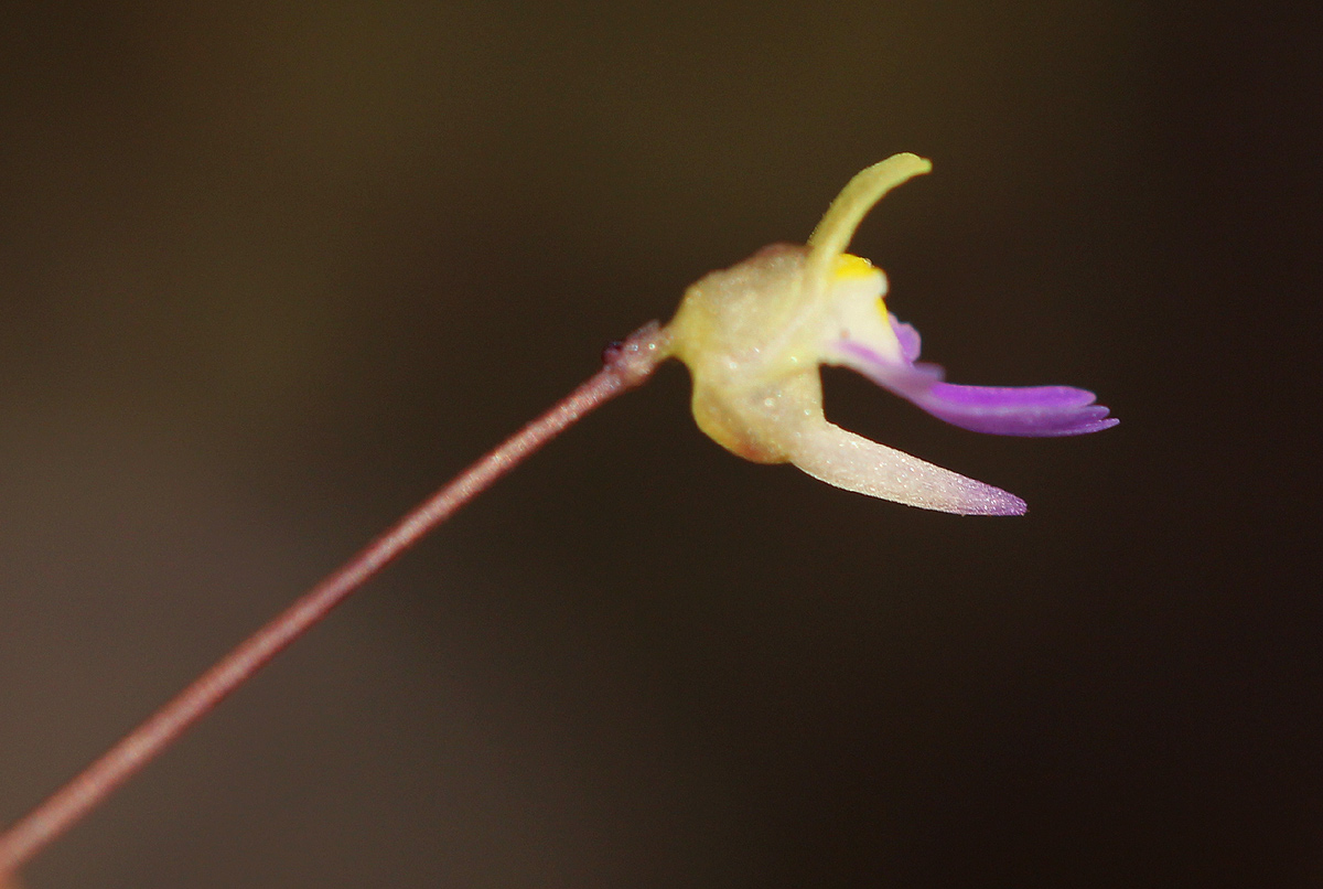 Utricularia pentadactyla Utricularia pentadactyla