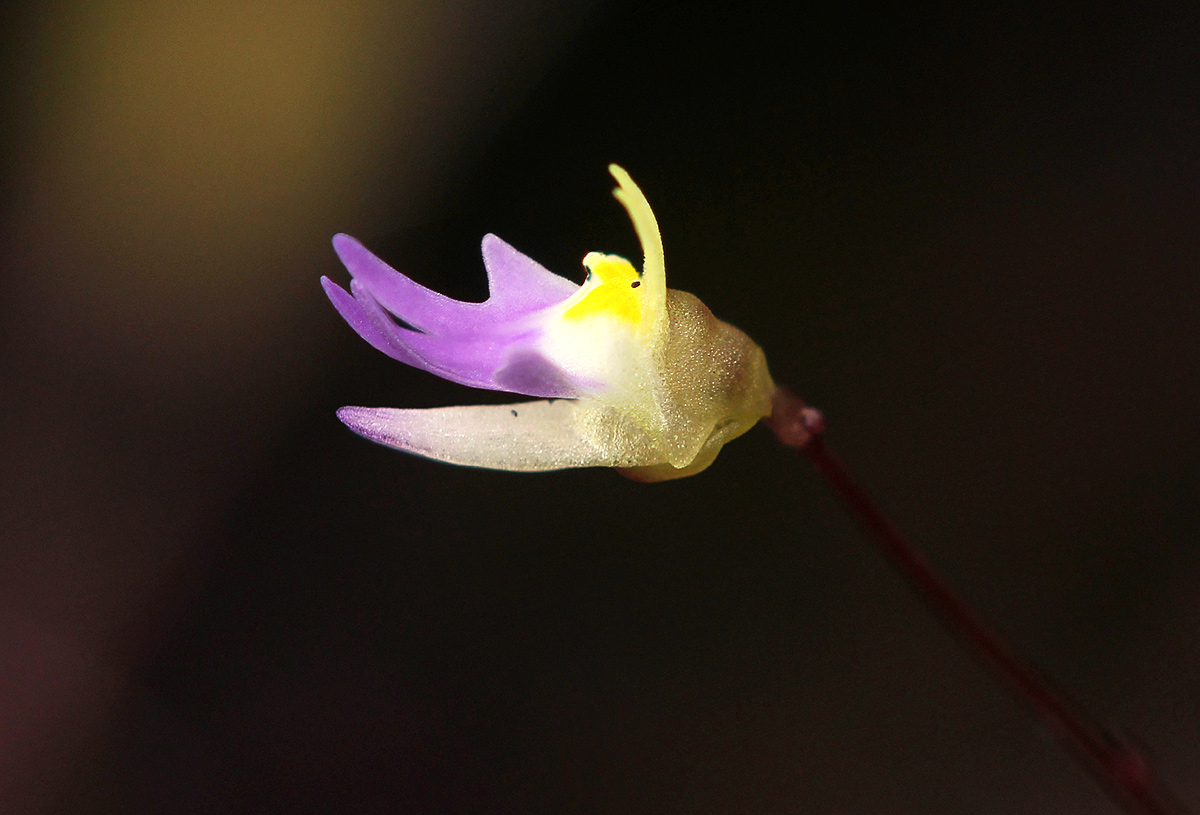 Utricularia pentadactyla