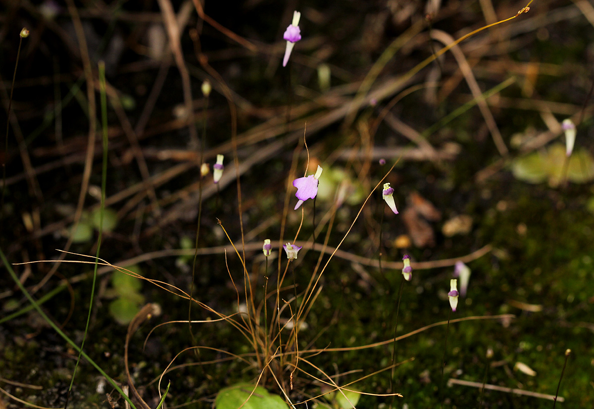 Utricularia pentadactyla