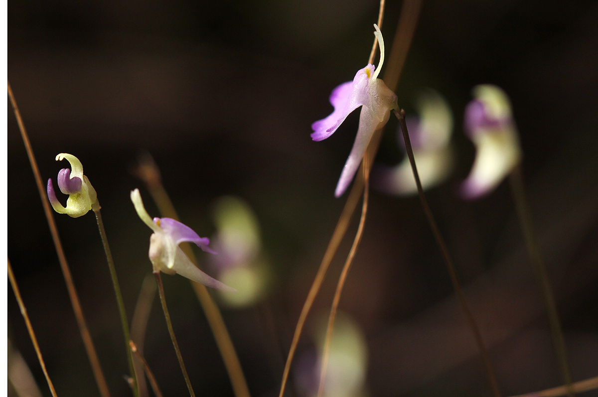 Utricularia pentadactyla