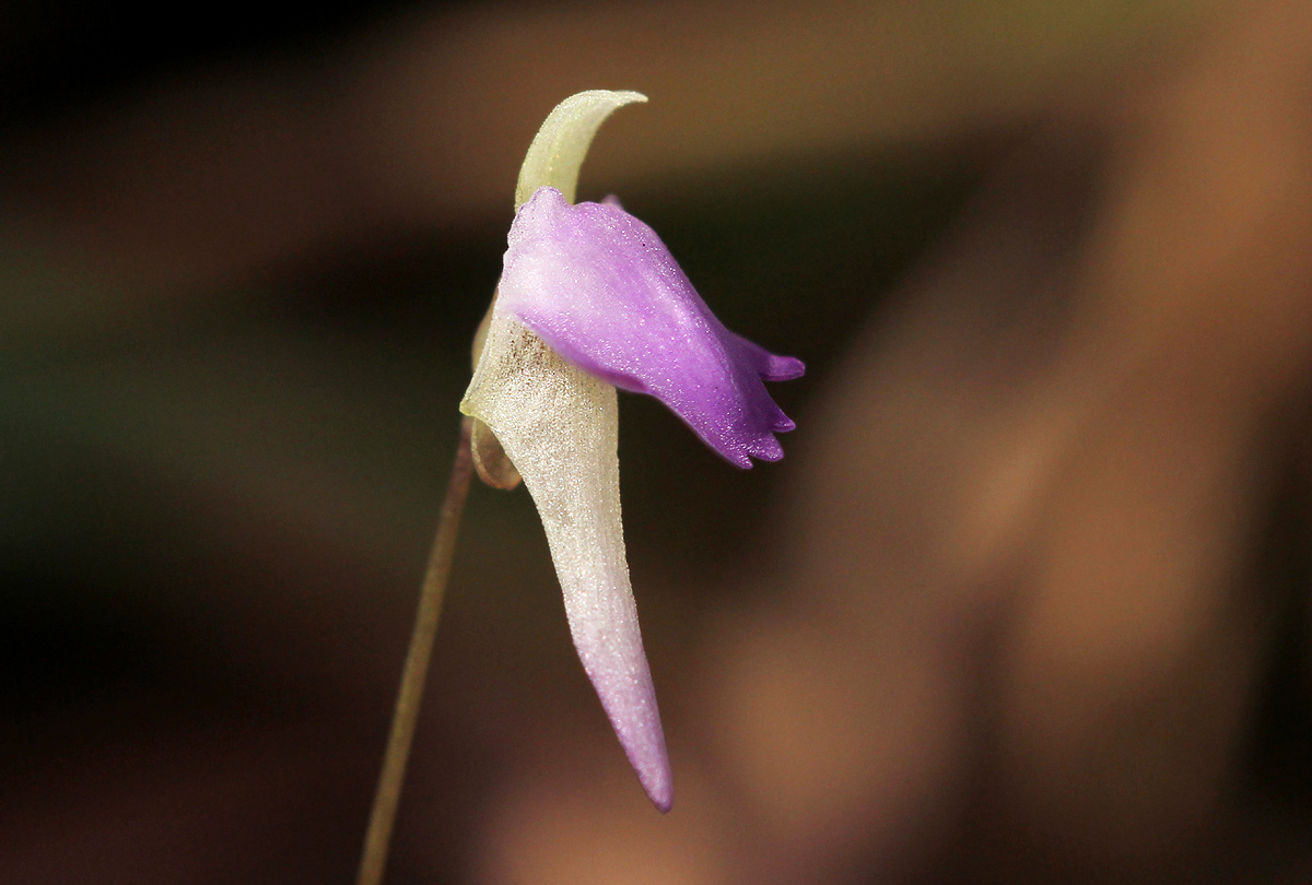 Utricularia pentadactyla