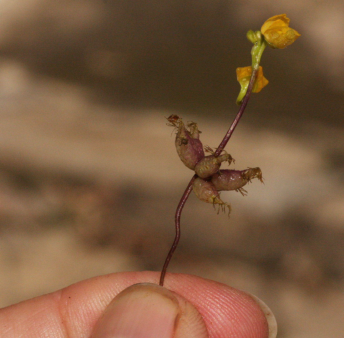 Utricularia stellaris